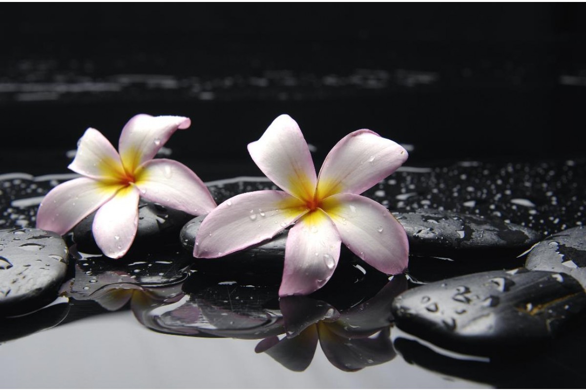 خلفيات ورود ناعمة خلفيات ورود ناعمة