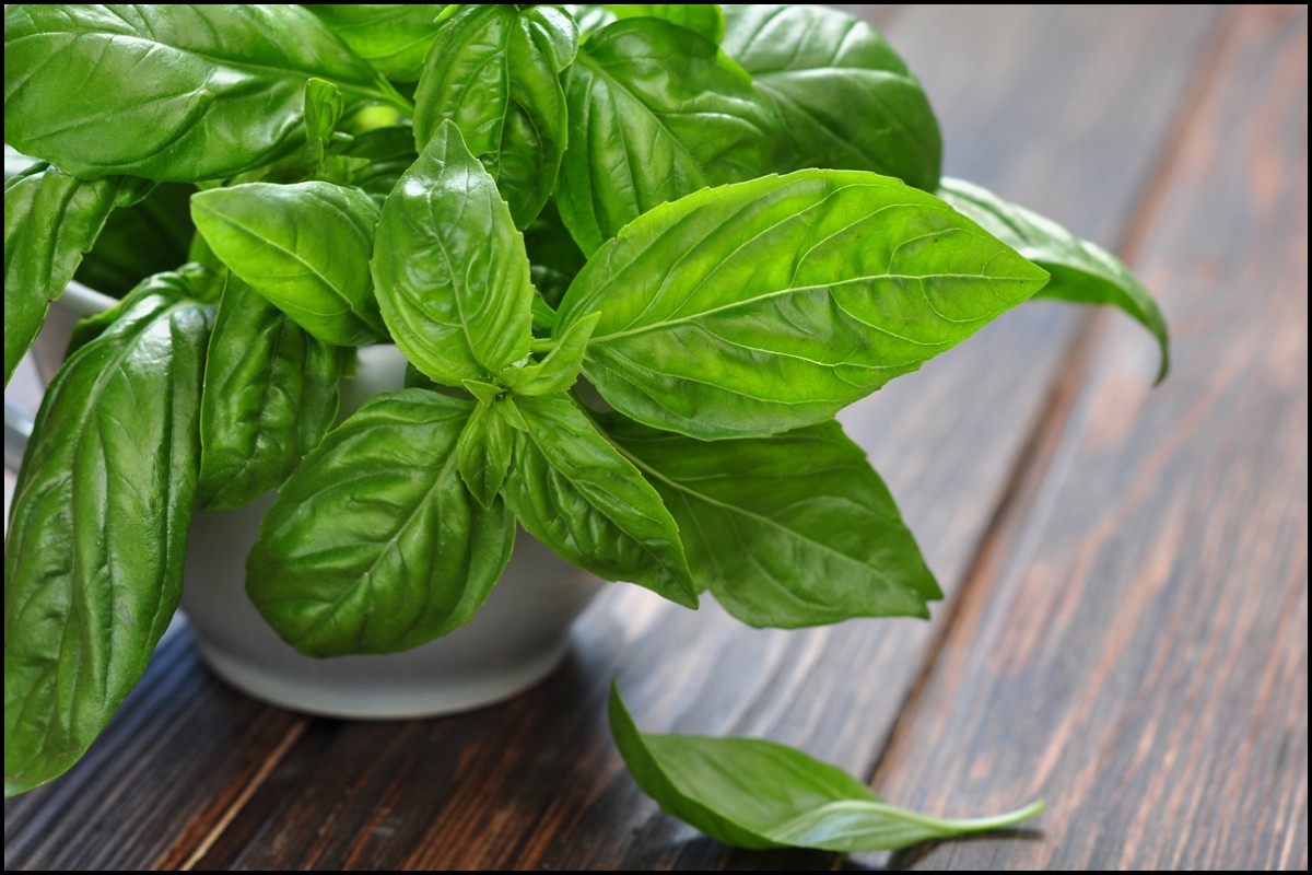 فوائد الريحان لجسم الانسان