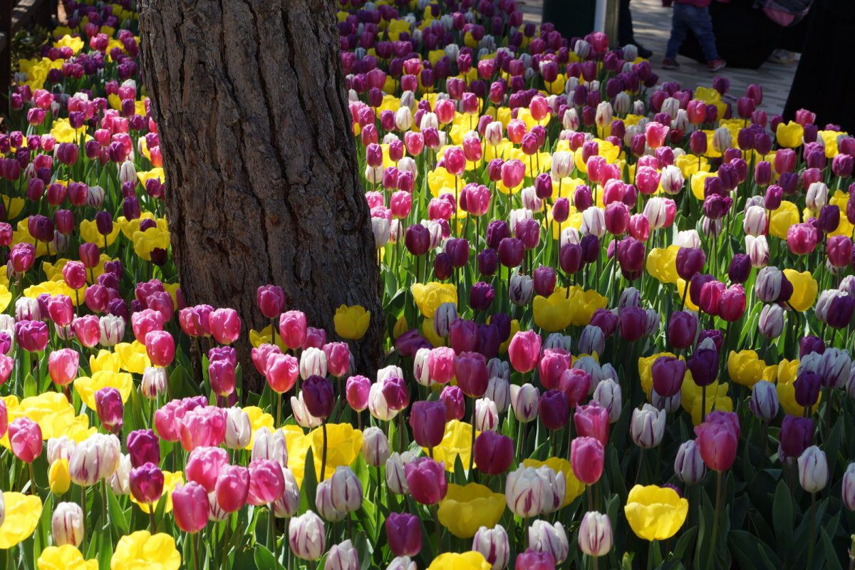 معنى زهرة التوليب