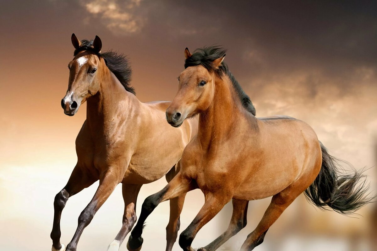 كم تبلغ سرعة الحصان