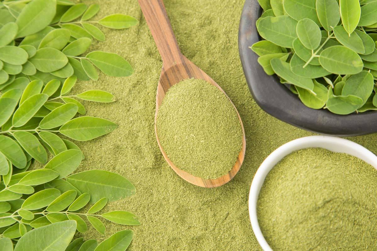 تقرير عن شجرة المورينجا