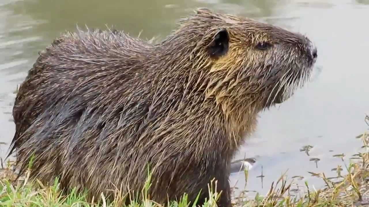 شكل حيوان القندس