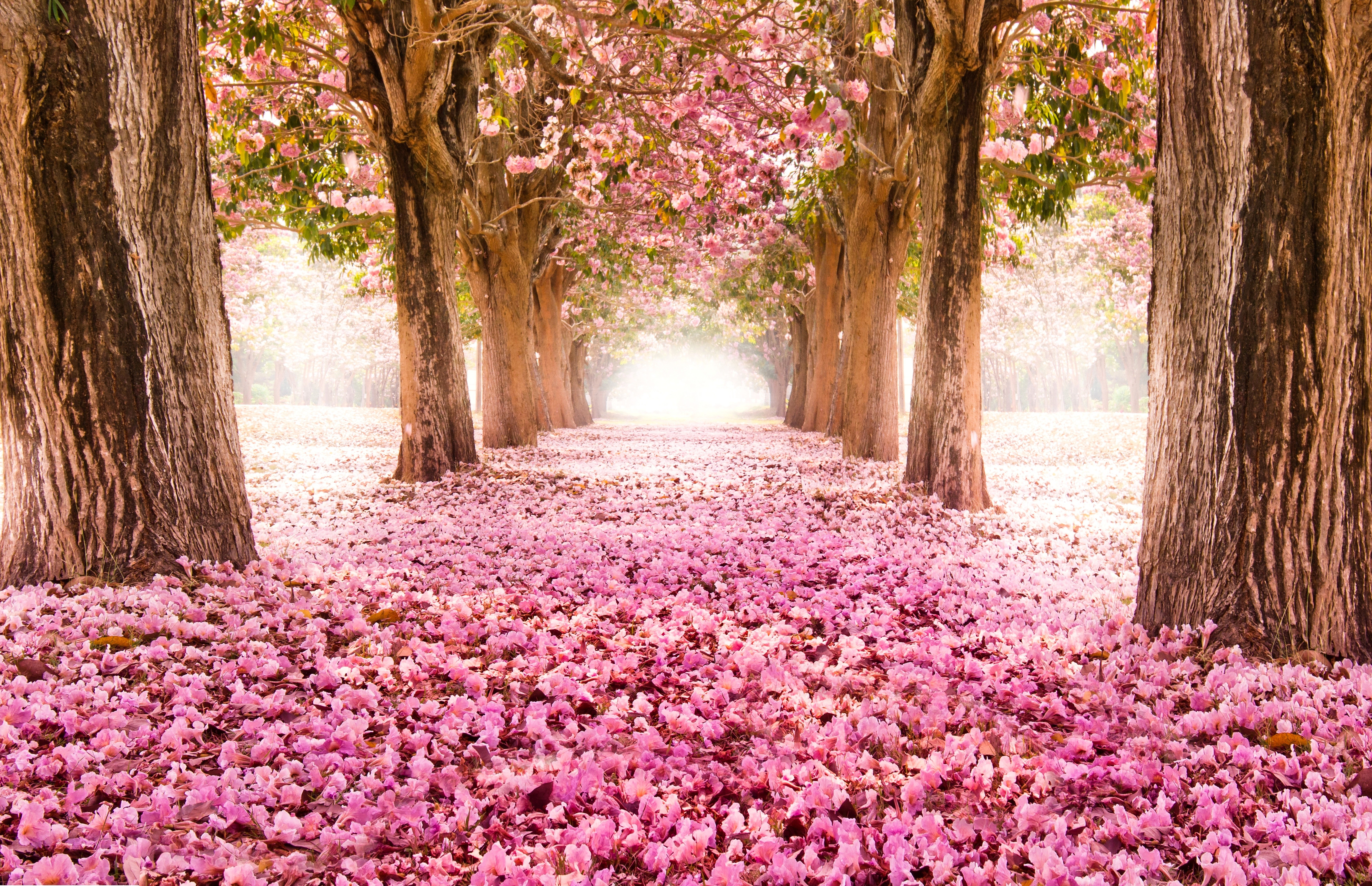صور طبيعية صور طبيعية
