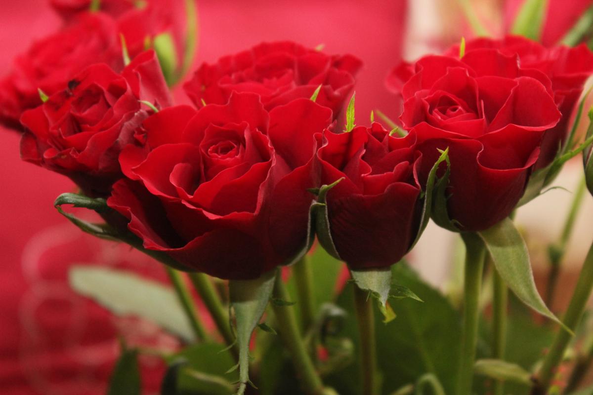 صور ورد جميلة بعبارات
