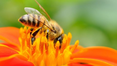 فوائد غذاء ملكات النحل رويال جيلي