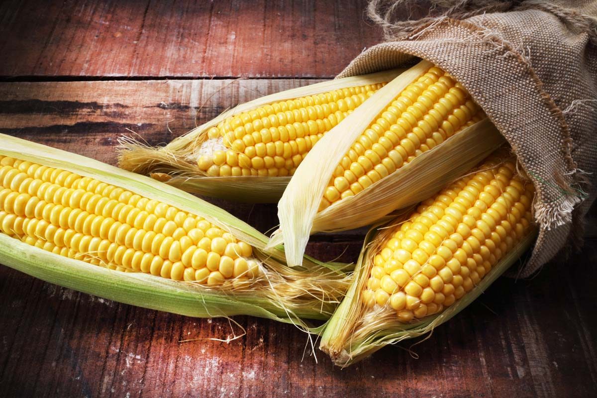 ما هي فوائد الذرة