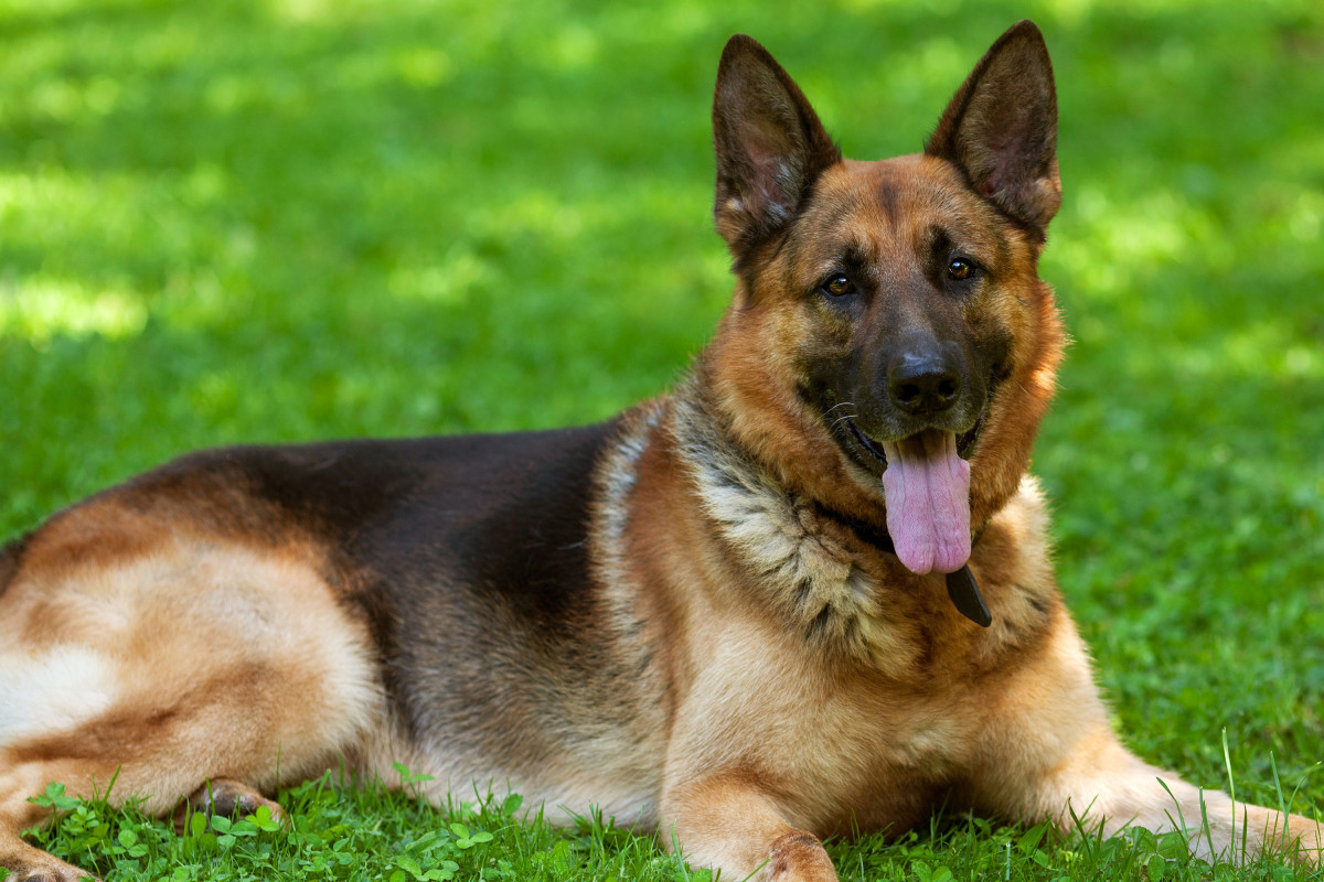 معلومات عن مميزات الكلب الجيرمن