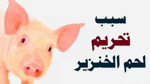 سبب تحريم لحم الخنزير في الاسلام