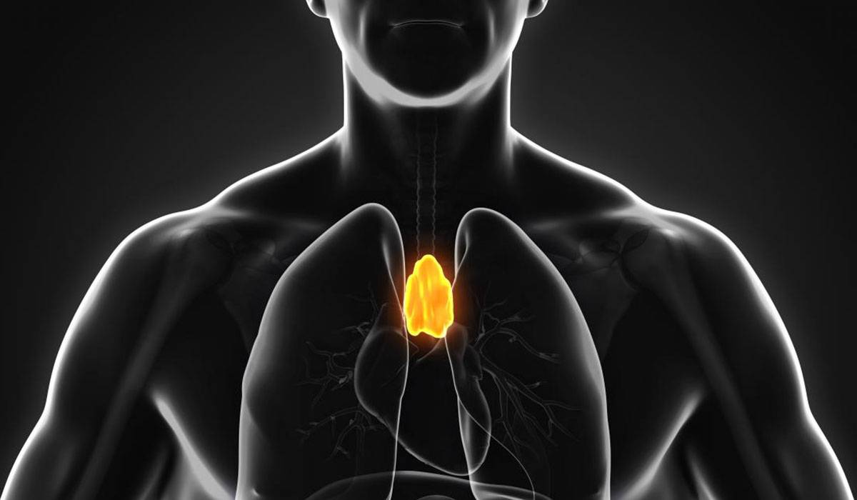 ما هي وظيفة الغدة الزعترية والأمراض التى تصيبها