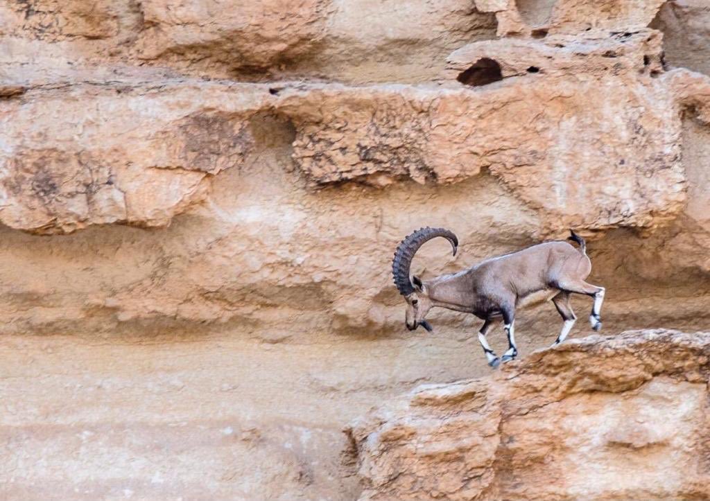 تقرير عن محمية الوعول