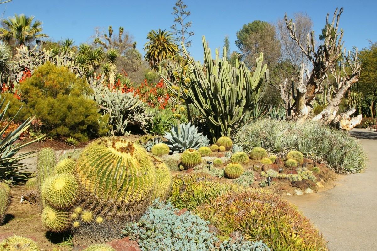نباتات تعيش في الصحراء - موسوعة