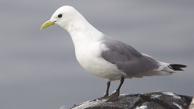 [Image: 1200px-Rissa_tridactyla_Vard%C3%B8_2012-640x360.jpg]