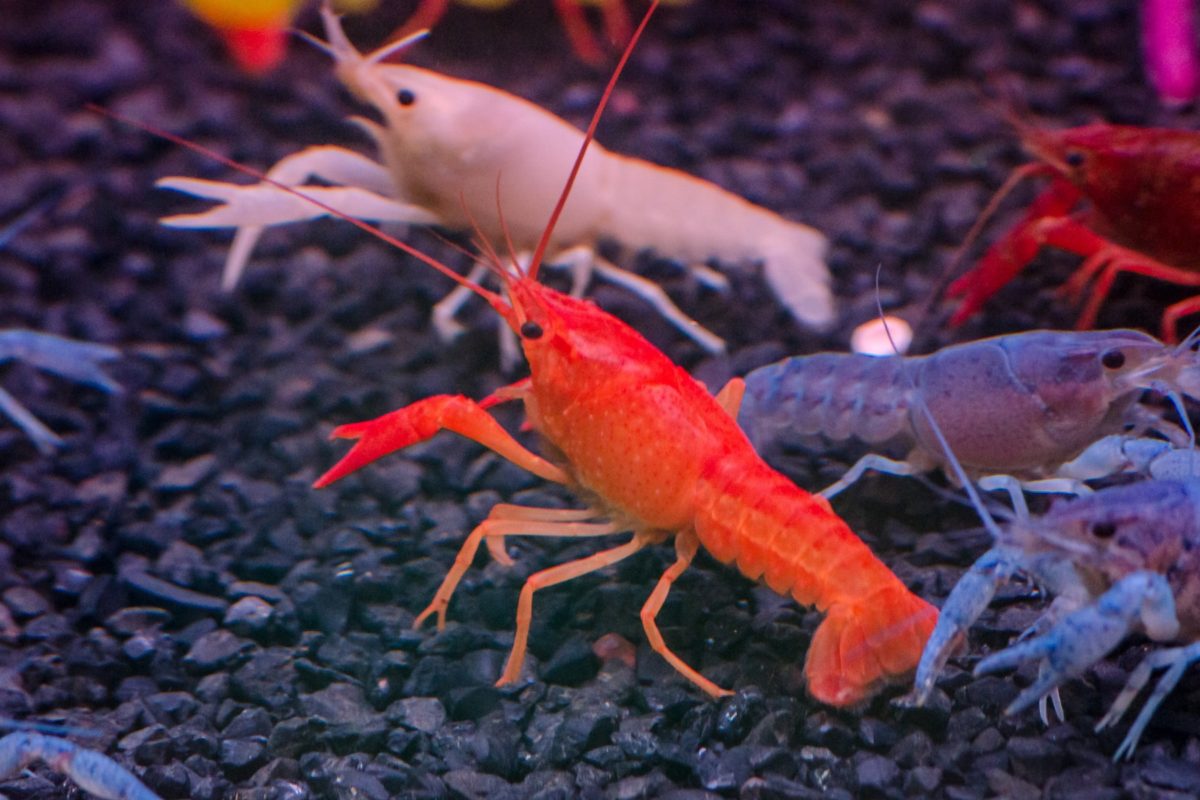 معلومات عن جراد البحر الإستاكوزا