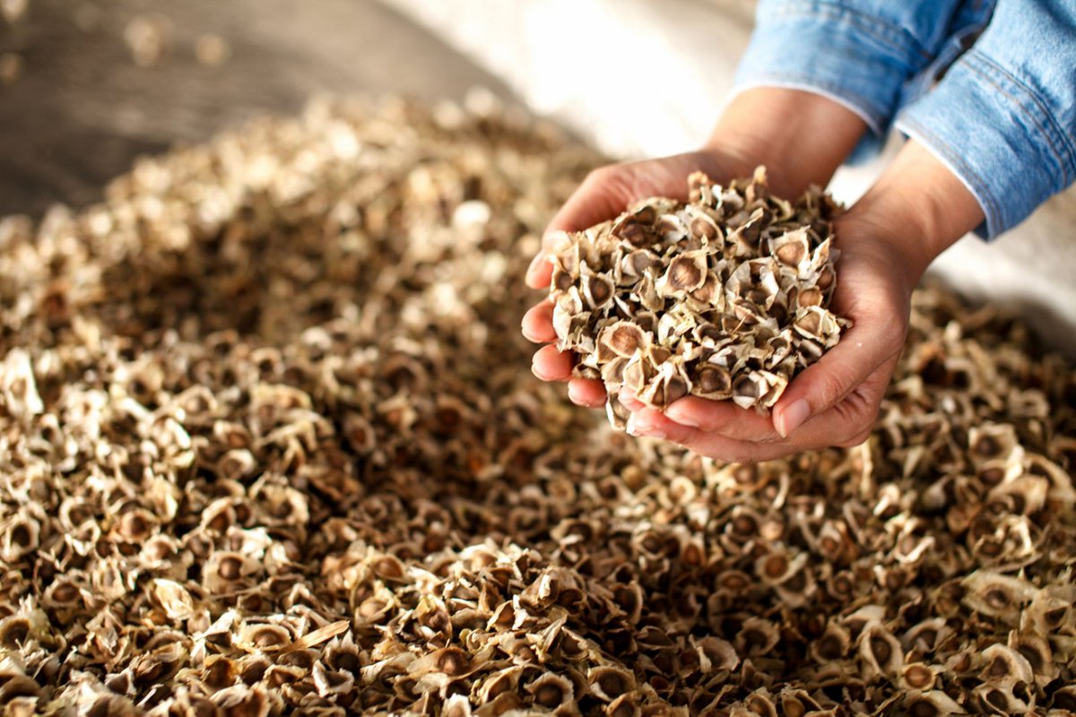 فوائد بذور المورينجا للصحة