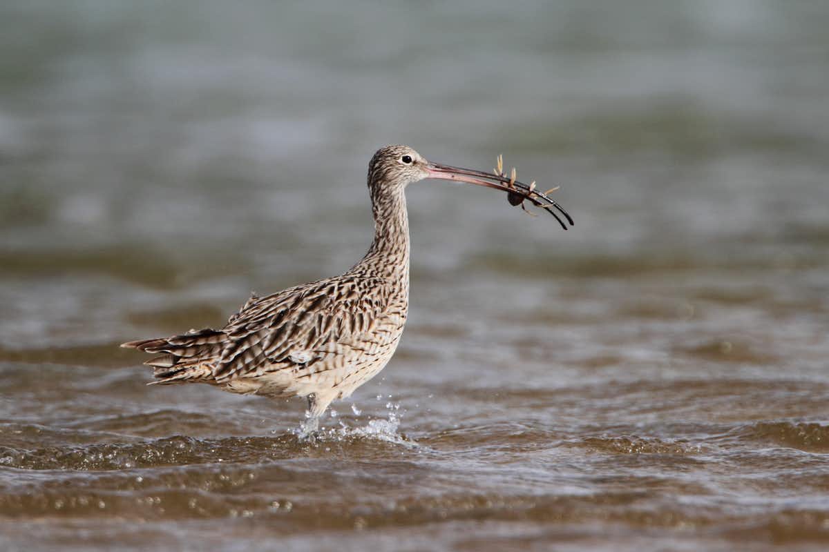 معلومات عن طيور الكروان