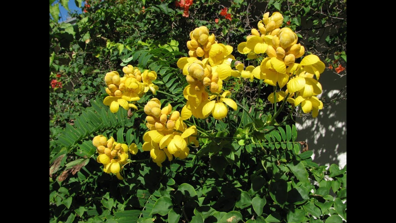 تجارب السنامكي للتنحيف