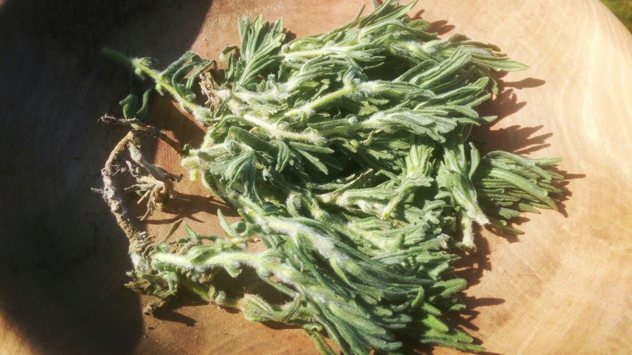 فوائد عشبة الجعدة للصحة