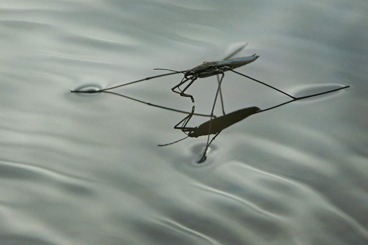 ما هو التوتر السطحي