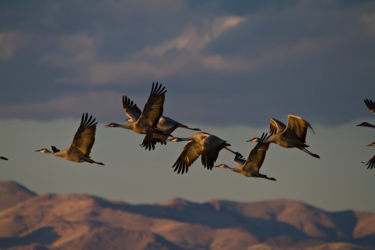 بحث عن الطيور واسمائها