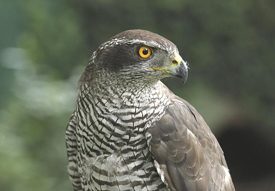 الباز الباز