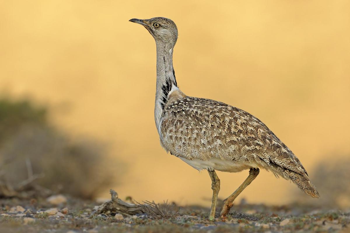 الحباري الحباري