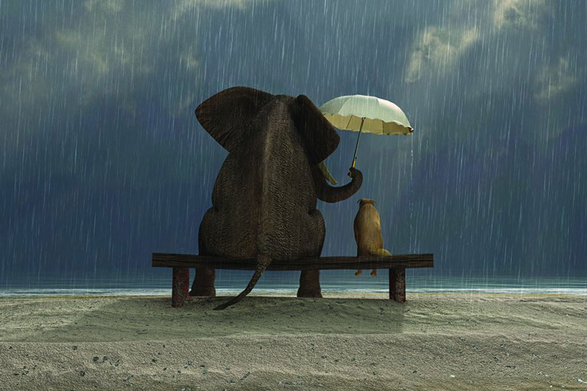 خلفيات عن الرفق خلفيات عن الرفق