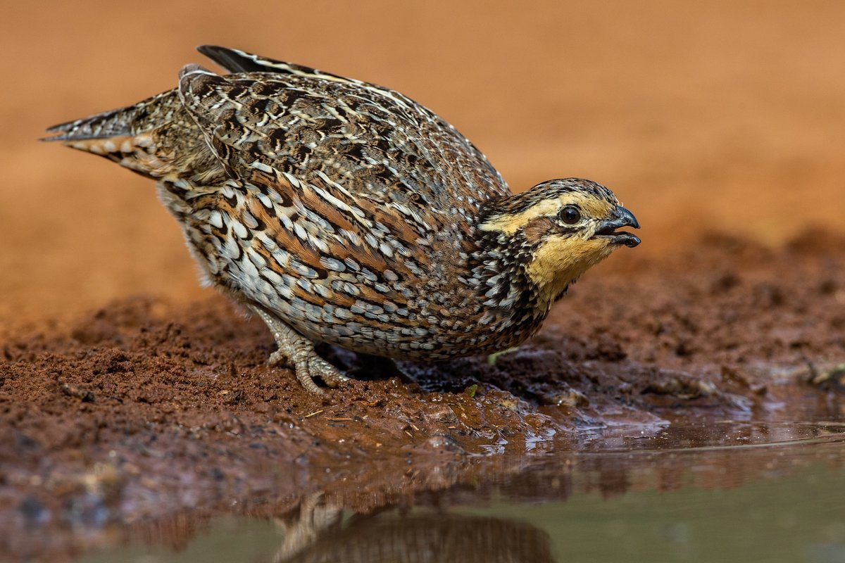 السمان السمان