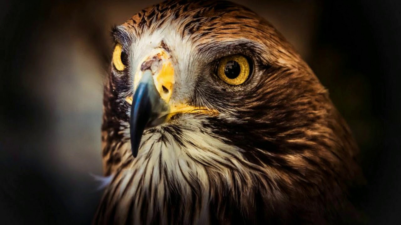 العقاب العقاب