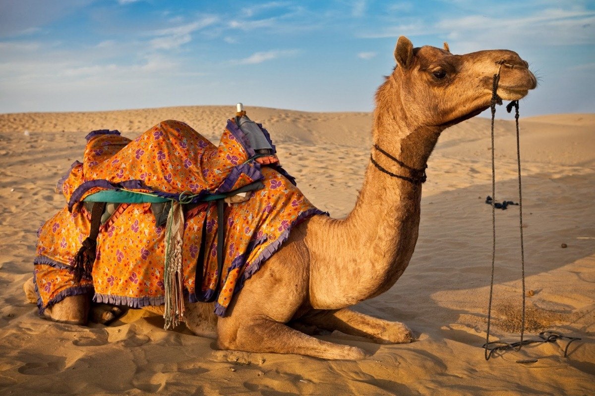 تفسير الجمل في المنام لابن سيرين
