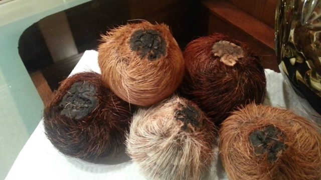 معلومات عن غزال المسك الاصلي وسعره بالسعودية