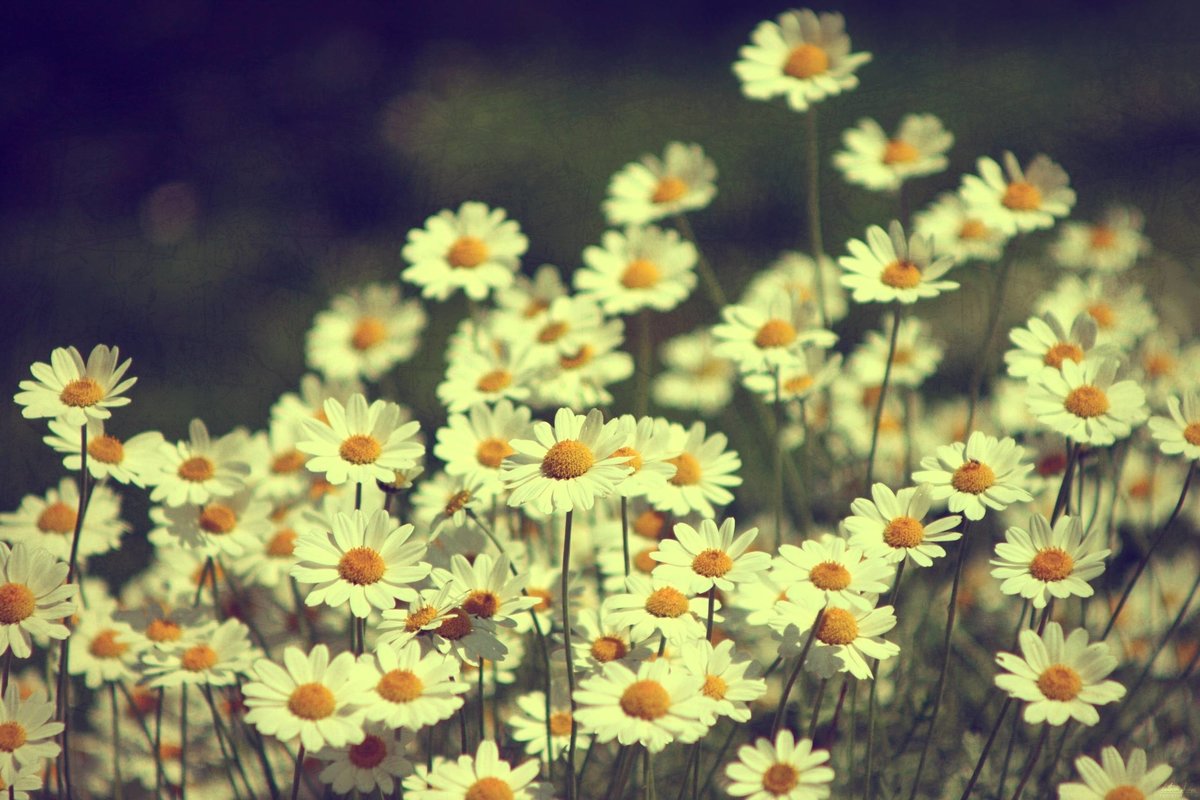 صور 8
