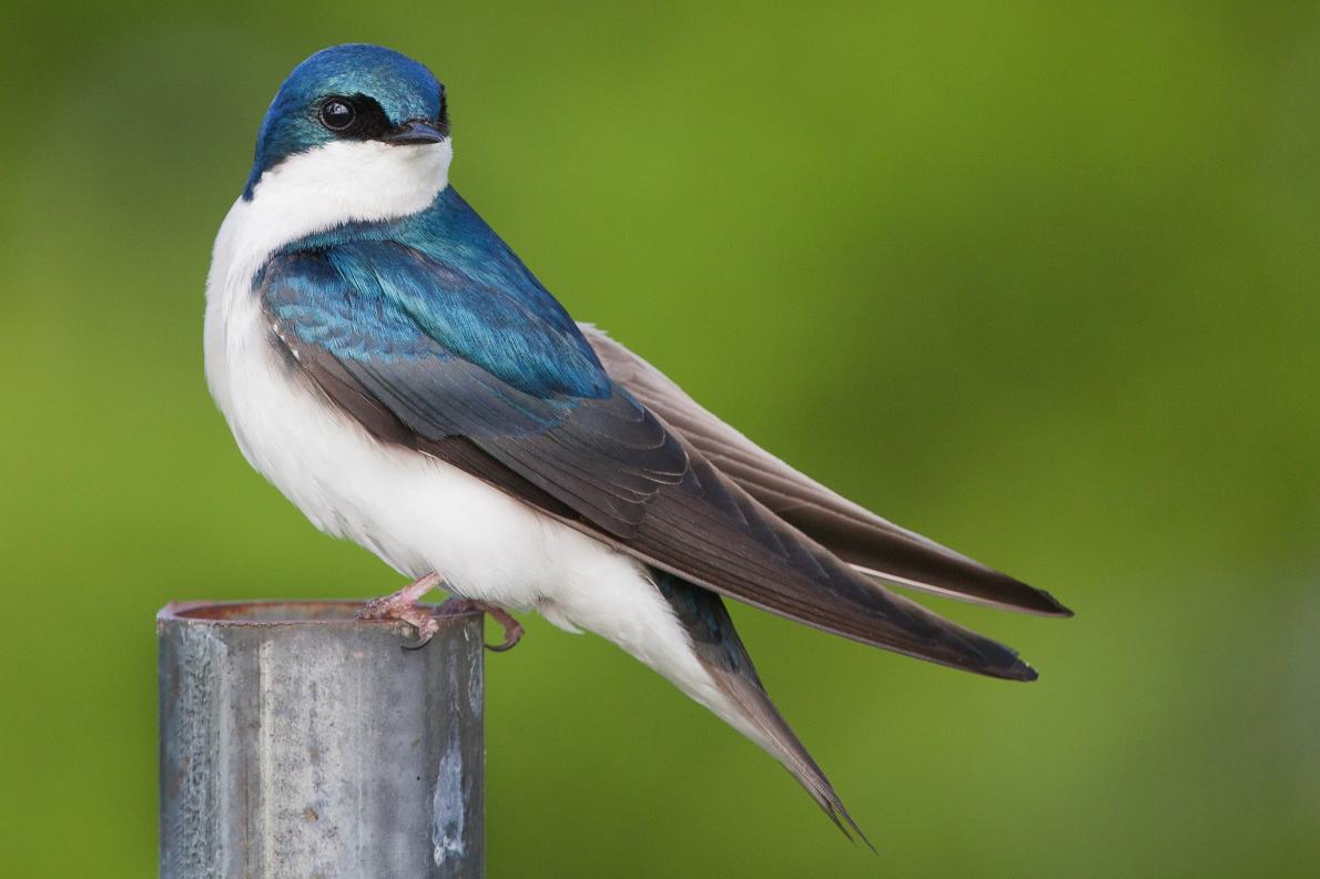 معلومات عن طائر الخطاف السنونو