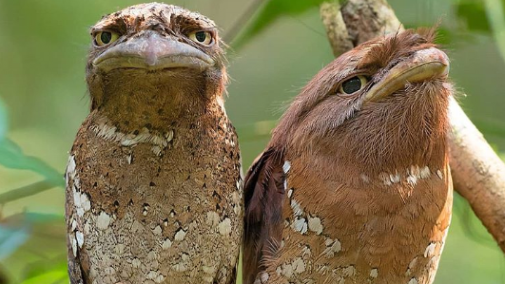 طائر النكد طائر