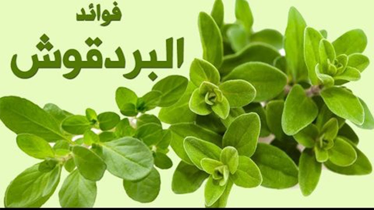 فوائد البردقوش للجسم