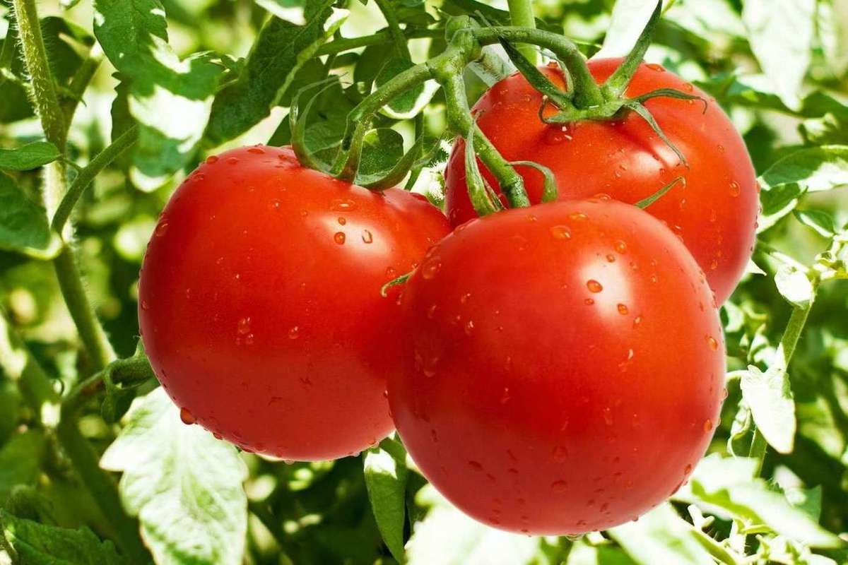 فوائد اكل البندورة يوميا