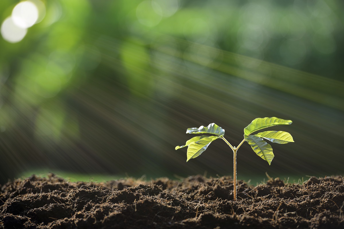 كيف تنتقل المواد خلال النبات