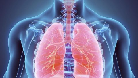 مقال علمي عن الجهاز التنفسي يتكون من مقدمه وعرض وخاتمه قصير