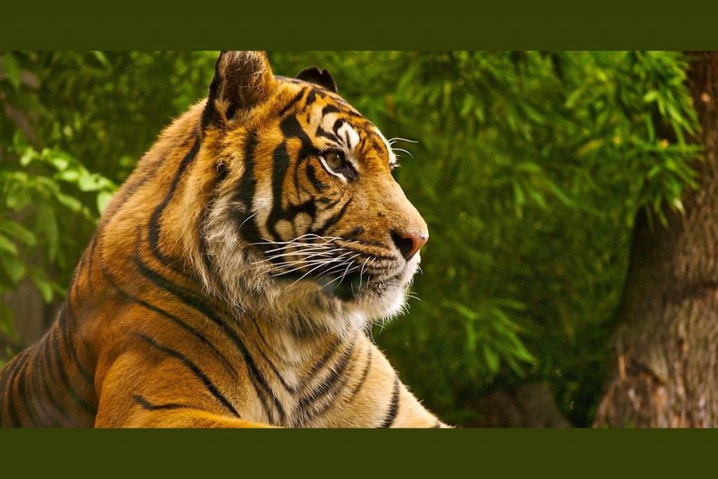 ورق حائط جميل