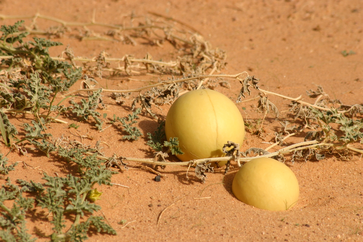 فوائد واضرار الحنظل قد يسبب الموت