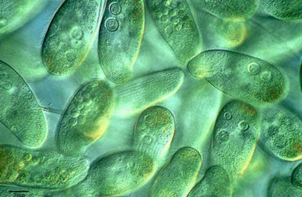 بحث عن الطلائعيات كامل