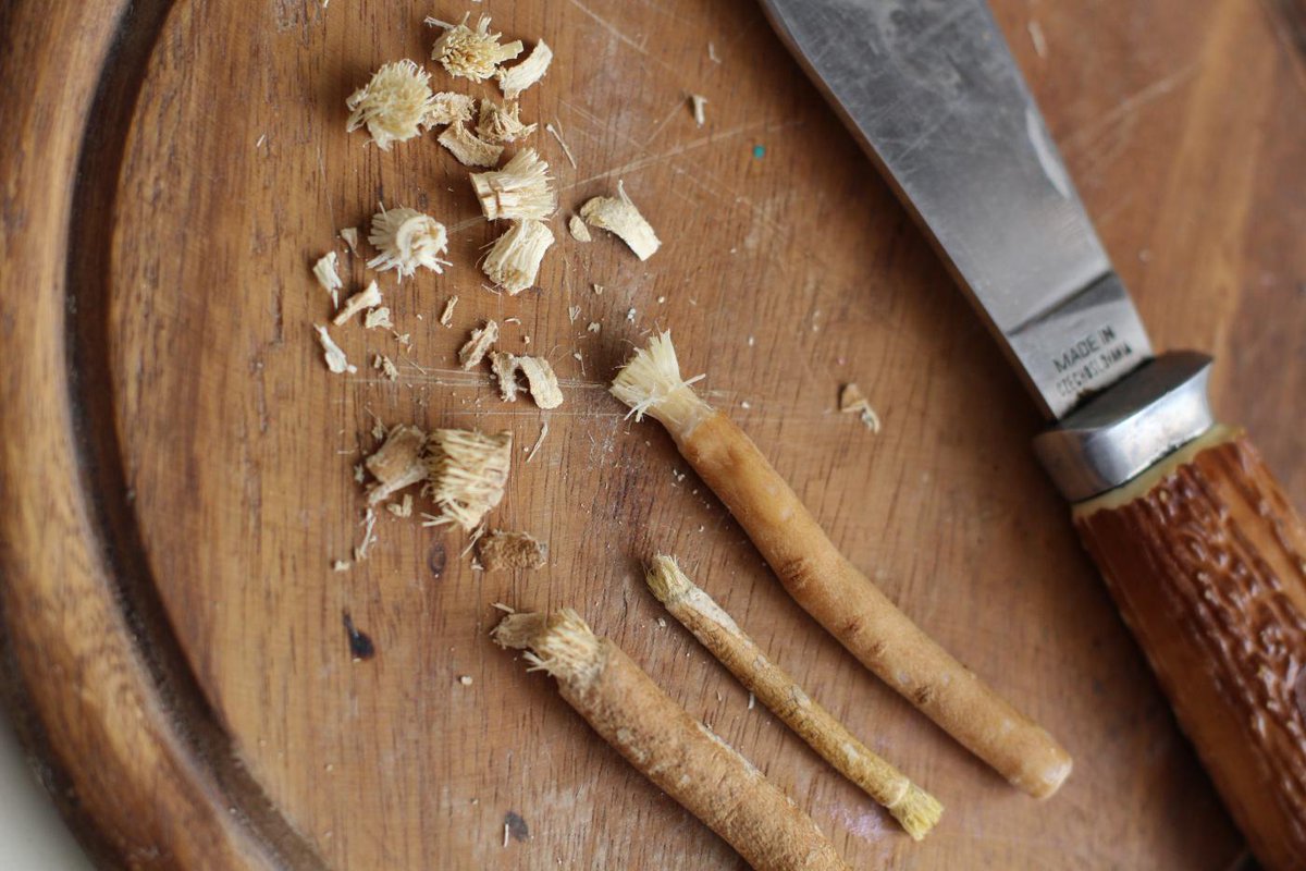 معلومات عن شجرة الاراك السواك وفوائدها