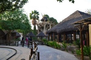 صور جنغل لاند صور جنغل لاند