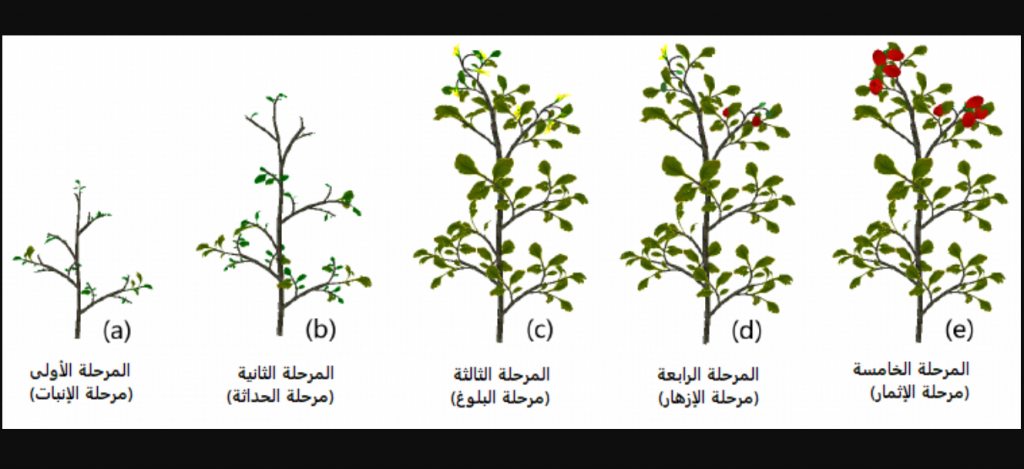 مراحل نمو النبات مراحل نمو النبات