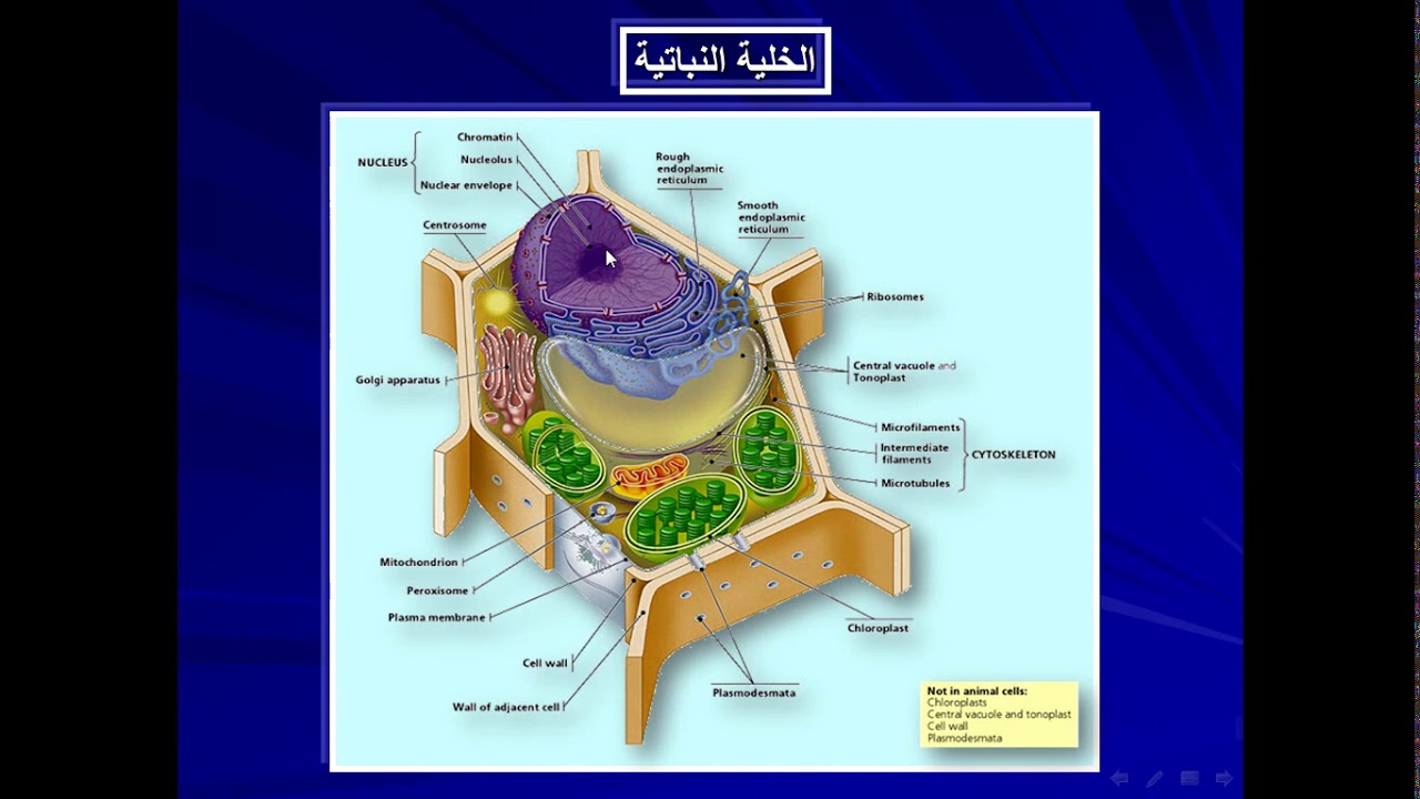 بحث عن خلايا النبات وانسجته شامل