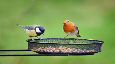 تفسير اطعام الطيور في المنام لابن سيرين خير أم شر