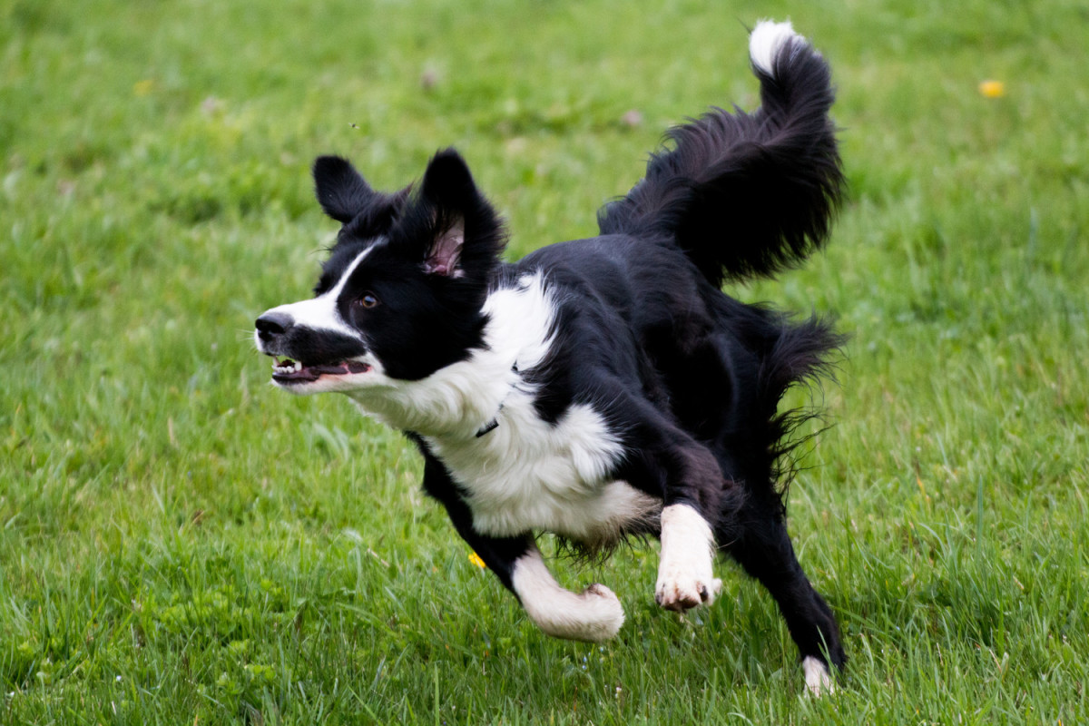 تفسير رؤية حلم الهروب من الكلاب في المنام