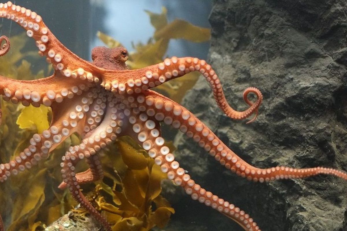 بحث عن الاخطبوط وانواعه