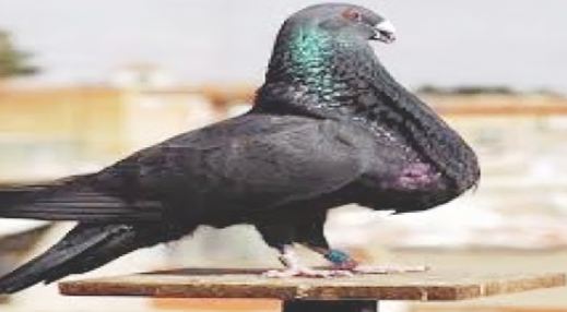 الاسباني الاسباني