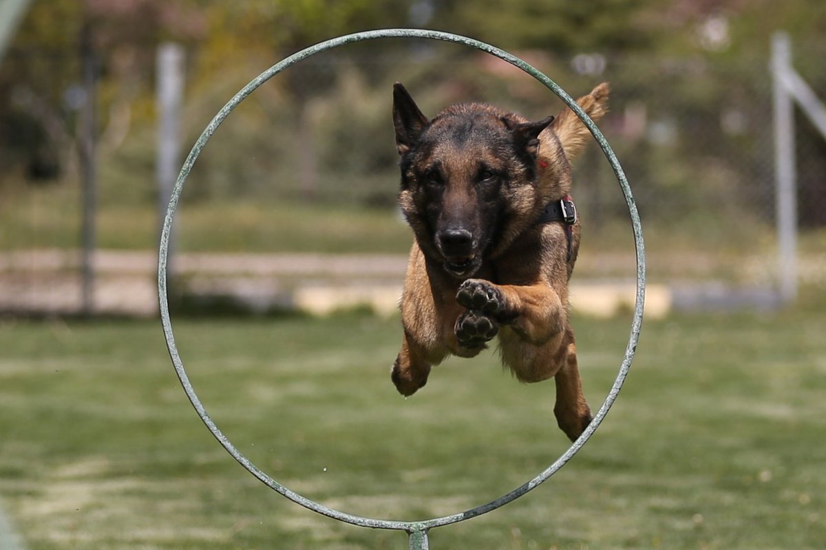 كيفية تدريب الكلاب الصغيرة