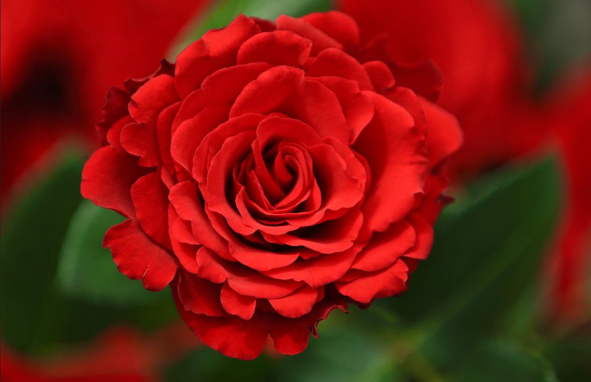 صور ورد جوري رومانسية صور ورد جوري رومانسية